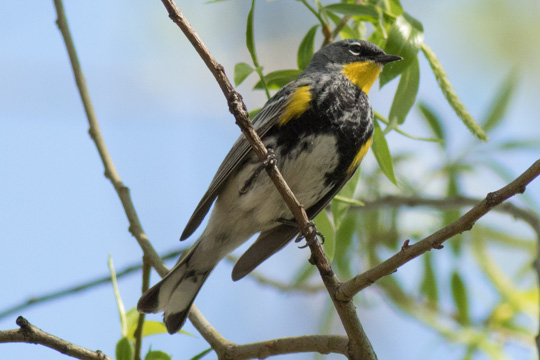 Yellow-Rumped Warbler (Audubon)