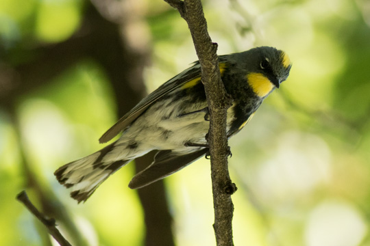 Yellow-Rumped Warbler (Audubon)