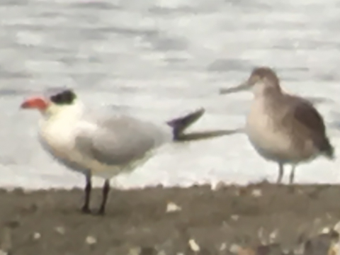Willet (Right Side)