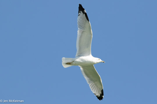 Ring-billed Gull