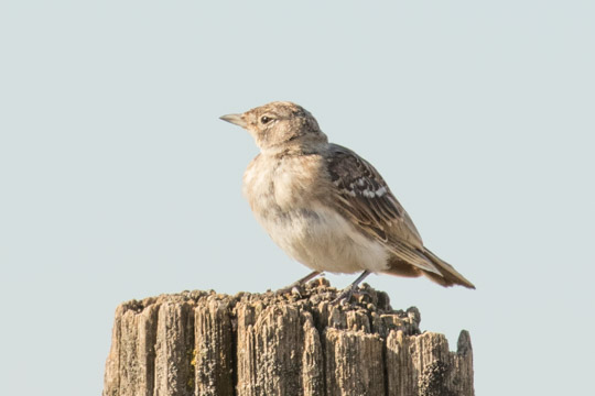 Western Meadowlark (Juvenile)